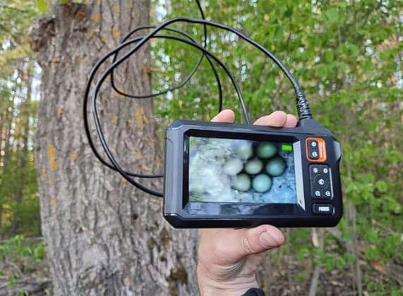 Рідкісний птах вперше гніздувався в нацпарку Рівненщини