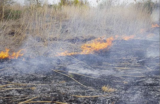 Понад сім гектарів землі згоріло на Рівненщині за день